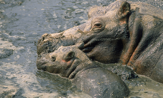 All the meanings of dreaming about hippos: your inner monster