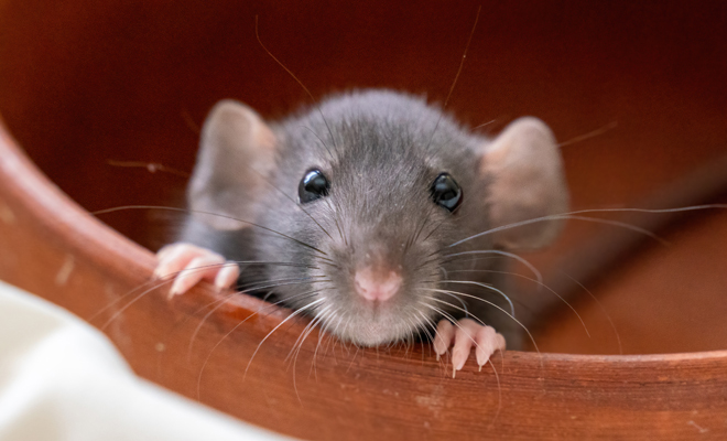All the meanings of dreaming about rodents: rats, guinea pigs, moles…
