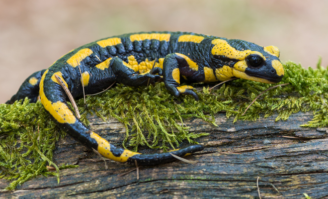 Different meanings of dreaming about amphibians: frogs, toads, salamanders…