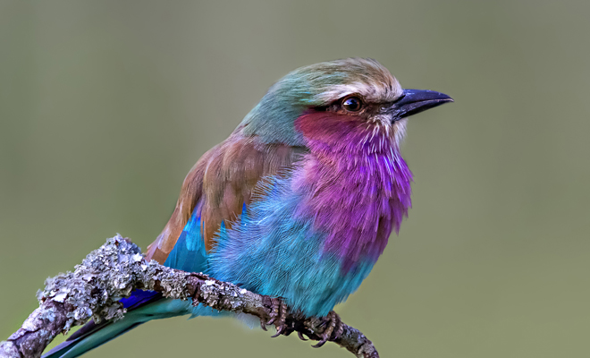 Different meanings of dreaming about birds: dreams of freedom
