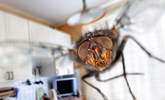 Different meanings of dreaming about flies: don’t stop trying