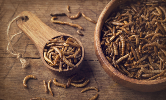 Discover the meaning of dreaming about worms, is it always negative?