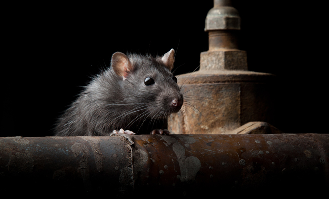 Dreaming about rats keeps you alert; rodent dream meaning