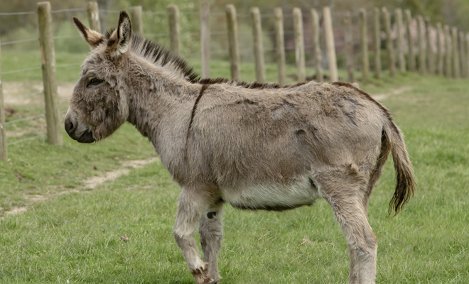 Dreaming of a donkey or a donkey: your ability to resist