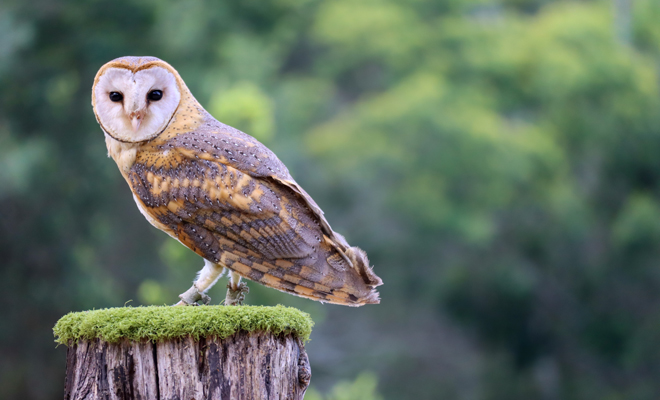 Dreaming of an owl: use your intelligence