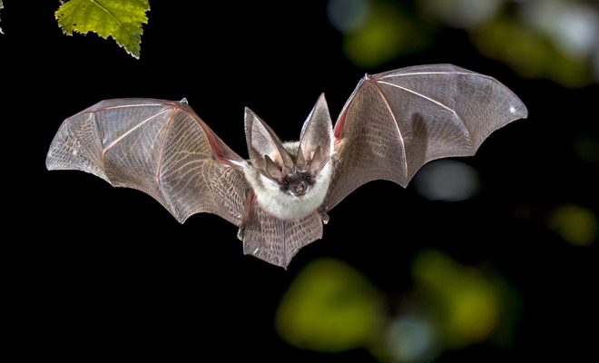 Dreaming of bats: follow your intuition
