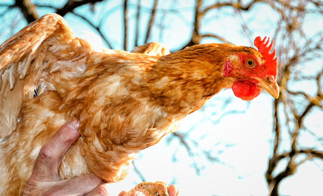 Dreaming of chickens: your independence is at stake