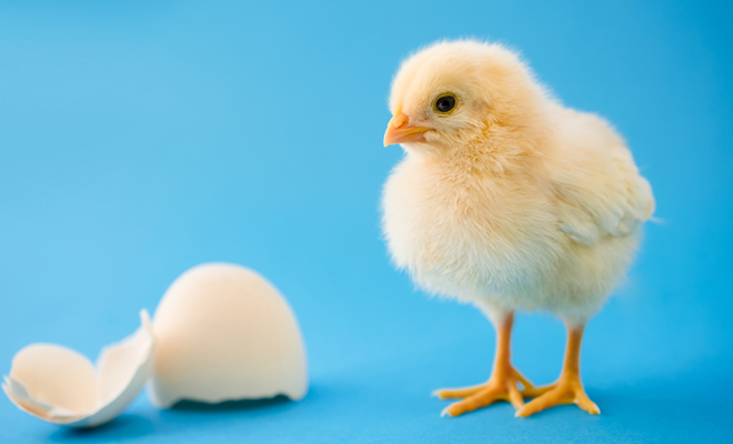 Dreaming of chicks: do you need attention?