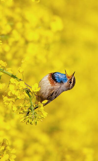 Dreaming of colored birds: achieving success