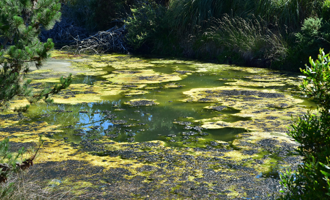 Dreaming of dirty water: an inner spirit