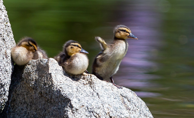Dreaming of ducks: your ability to enjoy small pleasures