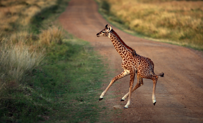 Dreaming of giraffes: ready to achieve your goals