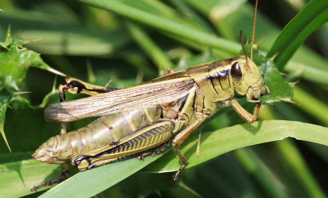 Dreaming of grasshoppers: break the rules!