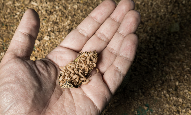 Dreaming of larvae: are you transforming?