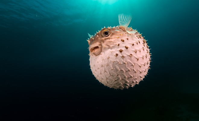 Dreaming of marine animals according to their species: interesting meanings