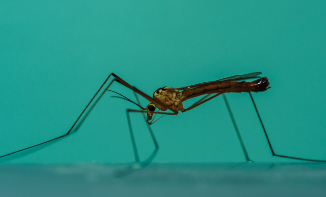 Dreaming of mosquitoes: how to deal with problems
