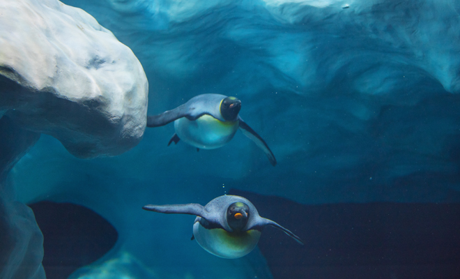 Dreaming of penguins: accept your contradictions