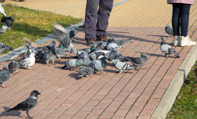 Dreaming of pigeons: a dream of good omen
