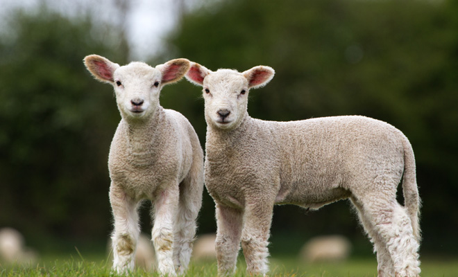 Dreaming of sheep or sheep: are you part of the herd?