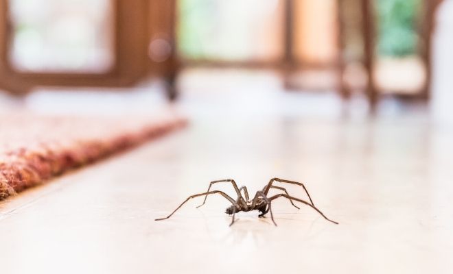 Dreaming of spiders is not always negative: meaning of the dream