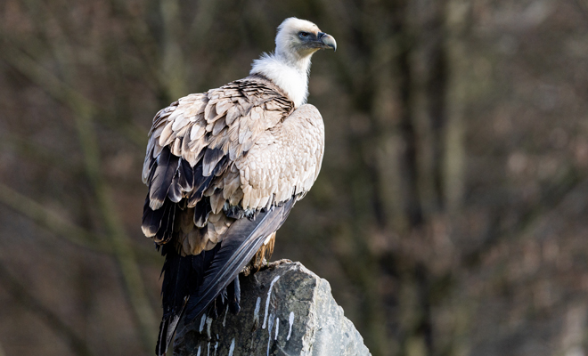 Dreaming of vultures: are they taking advantage of you?