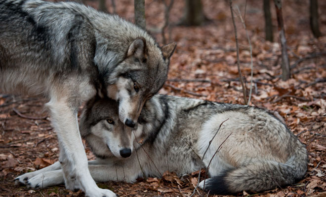 Dreaming with wolves: the strength that your dreams give you