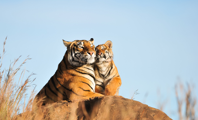 Dreams with wild animals and their revealing meaning