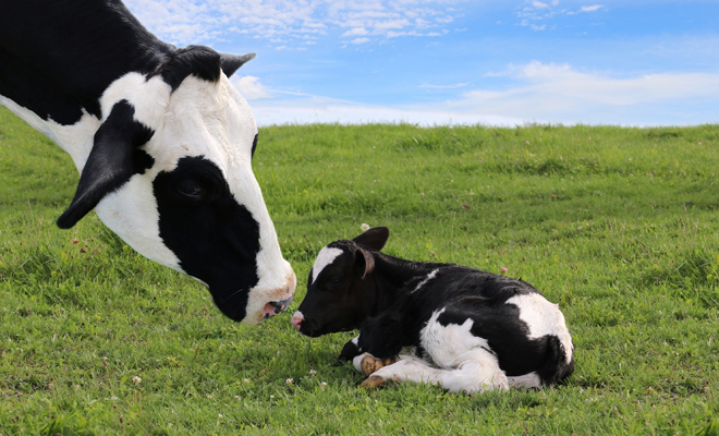 Enjoy the times of prosperity when dreaming about cows