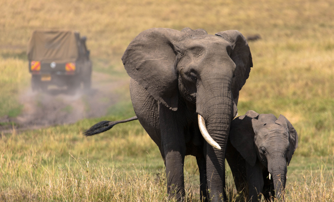 Meaning of dreaming about an elephant: take advantage of your opportunity at work
