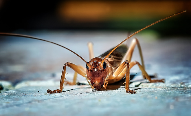 Meaning of dreaming about crickets: how to solve your problems
