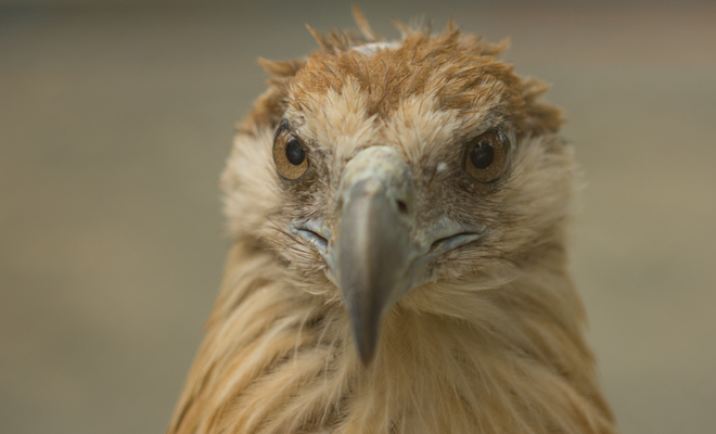 Meaning of dreaming about eagles: follow your instinct