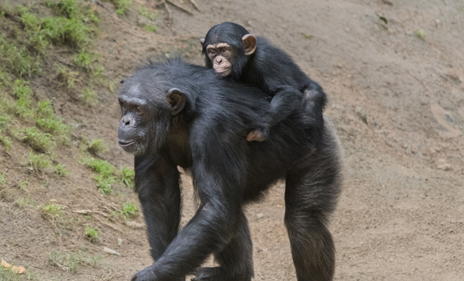 Meaning of dreaming about monkeys: you are an intelligent person