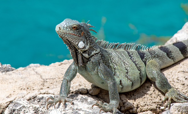 Meaning of dreaming of an iguana: tranquility and satisfaction