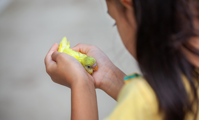 Meanings of dreaming about parrots: do you need company?