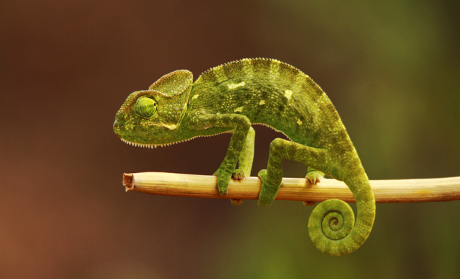 Meanings of dreaming about reptiles: snakes, iguanas, crocodiles…