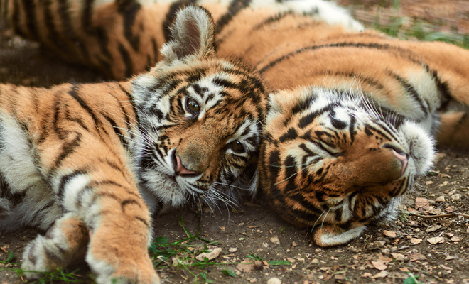 Regain control and your strength by dreaming of tigers
