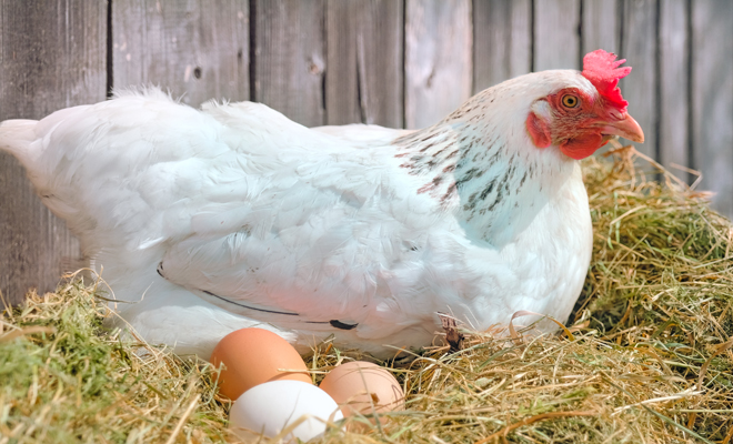 The different meanings of dreaming about chickens