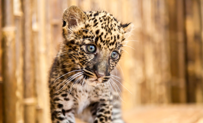 The fierce meaning of dreaming about leopards that you should know