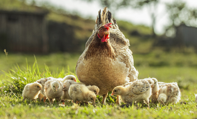 The reward for your effort dreaming of a farm and its animals