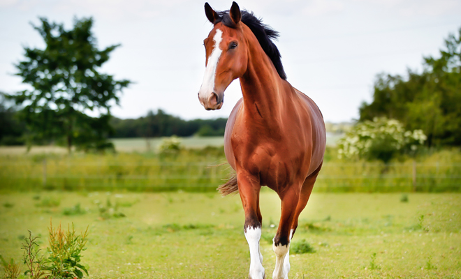 What does it mean to dream about horses: meaning of dreams with animals?