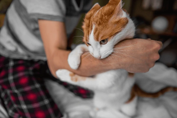 Dreams of Cat Attacks :How to Interpret and Overcome Dreams