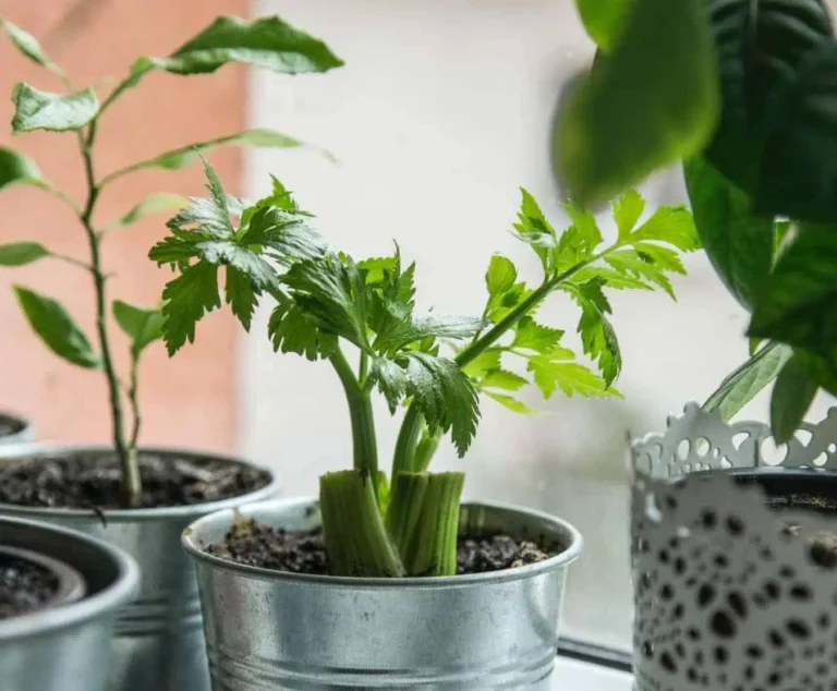 Plants in Dreams: Exploring the Meaning of Dream