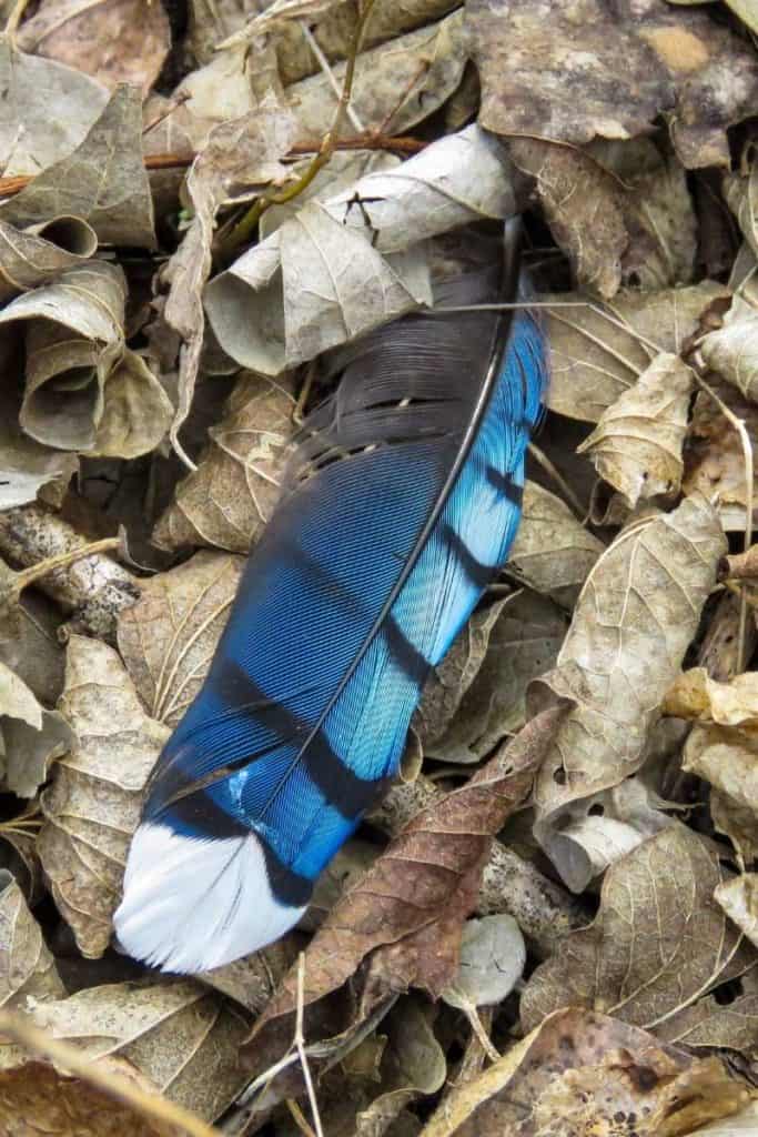 Blue Jay Feather Meaning Explored: Unraveling the Magic