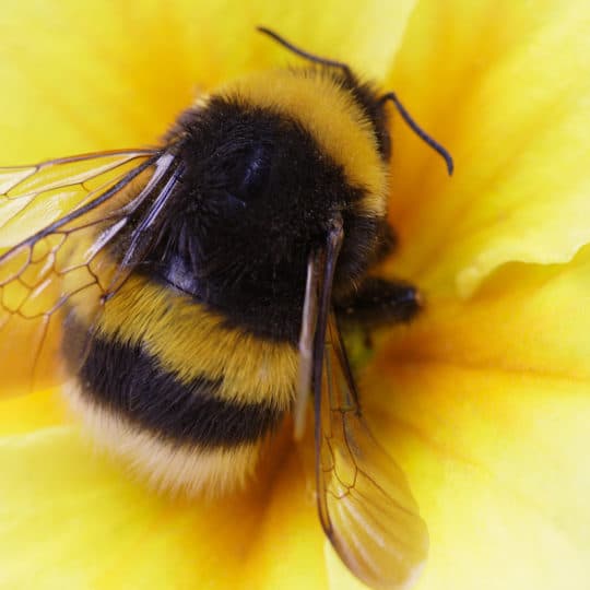 Bumble Bee Spiritual Meaning Revealed
