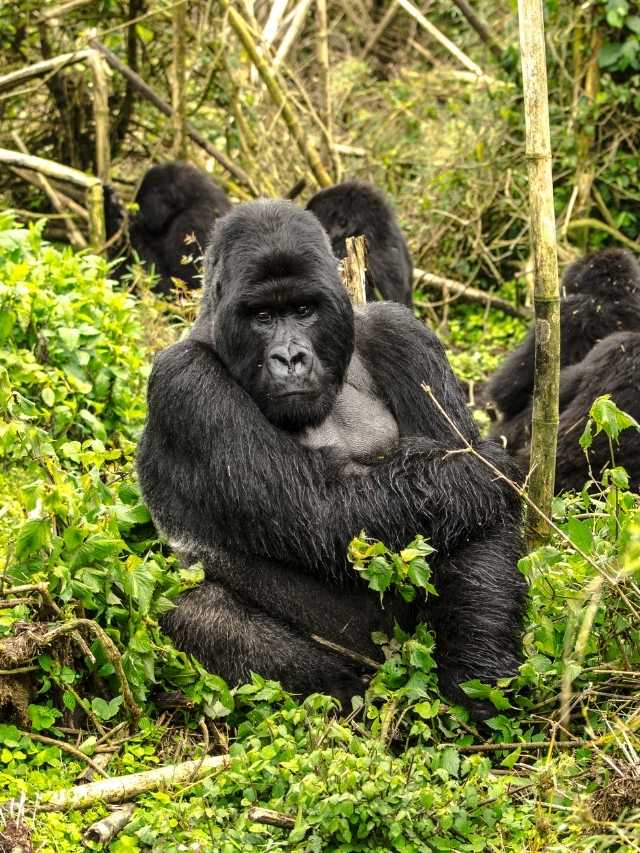 Gorilla Dreams: Surprising Science Behind Dream