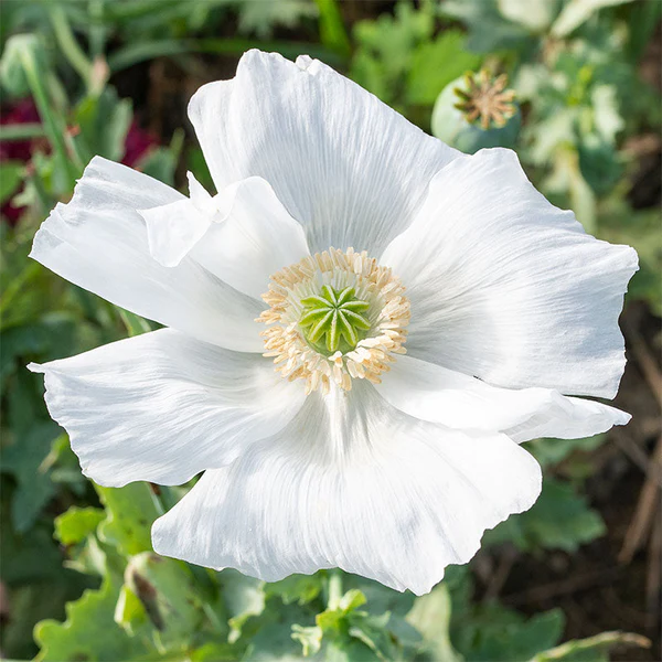 White Poppy Flower: Spellbinding Rituals for Spiritual Growth