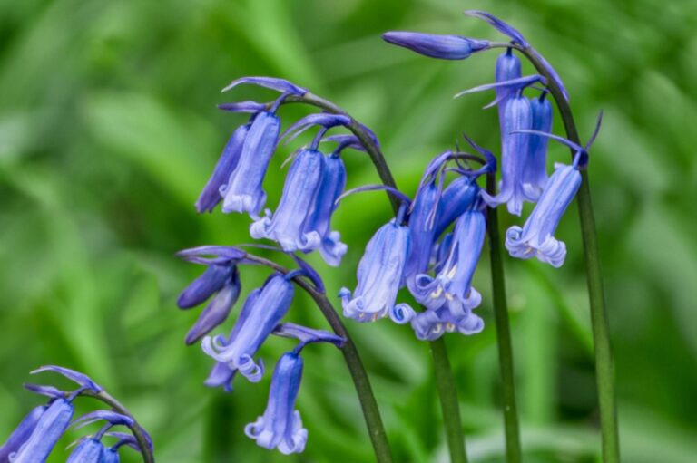 Power of Bluebell Flower Dreams: Insights and Revelations
